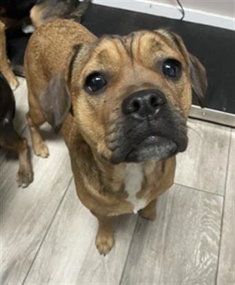 RIVER - Boxer available for adoption