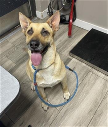 SWEET PEA - German Shepherd Dog available for adoption