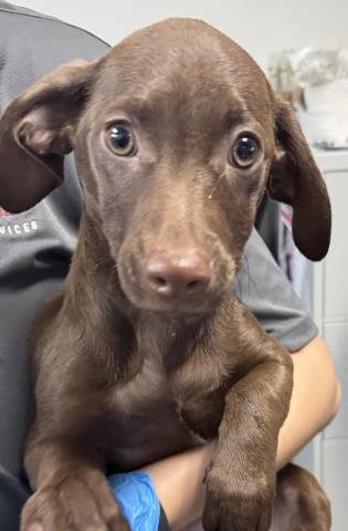 WOODY - Chihuahua available for adoption