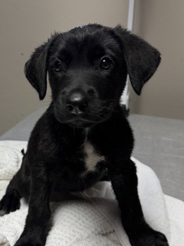 RAVEN- PENDING ADOPTION