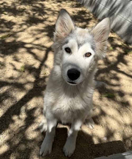 OSPREY - Husky for adoption in Moreno Valley