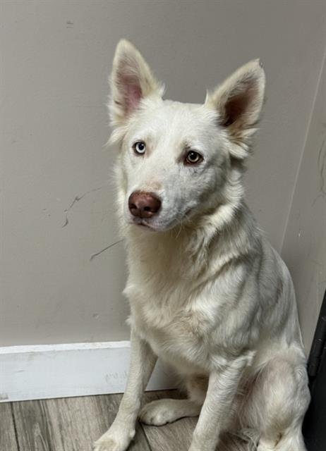 ROSS - Siberian Husky / German Shepherd Dog for adoption in Moreno Valley