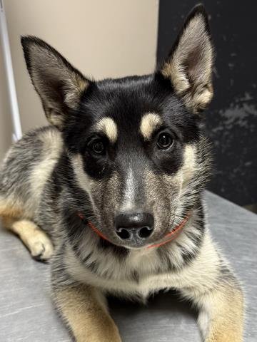 COCONUT - German Shepherd Dog / Husky available for adoption