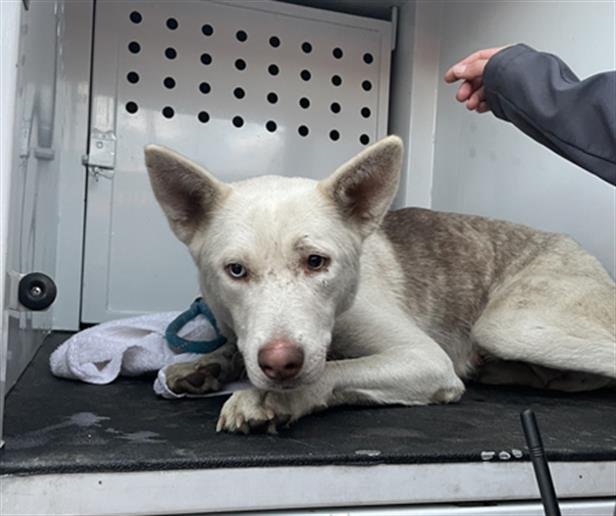 PHOEBE - Siberian Husky available for adoption