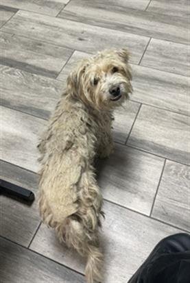 MICKEY - Terrier for adoption in Moreno Valley