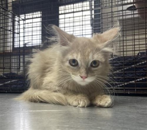 ORANGE- PENDING ADOPTION