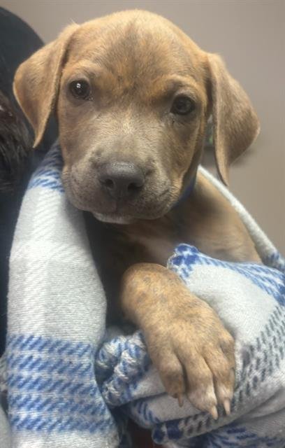 NUGGET- PENDING ADOPTION Image