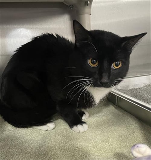 THORN - Domestic Short Hair available for adoption