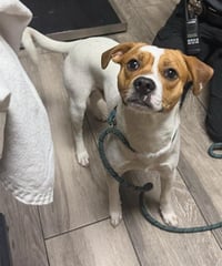 BEAGLE - Photo 1