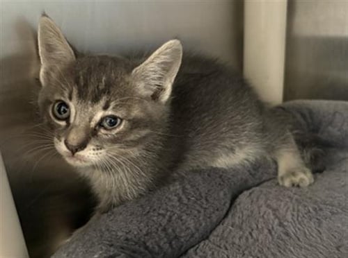 SAMUEL- IN FOSTER - Domestic Medium Hair for adoption in Moreno Valley