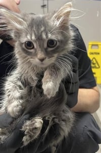 JULISA- PENDING ADOPTION - Photo 1
