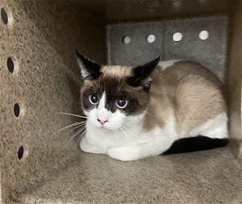 AZUL - Siamese available for adoption