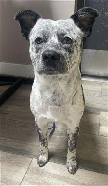 GORDY - Australian Cattle Dog/Blue Heeler available for adoption