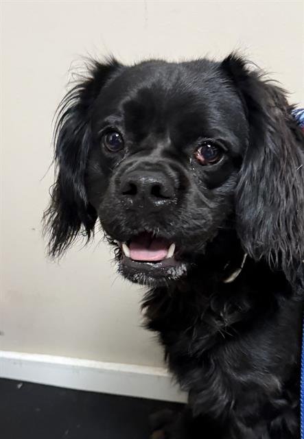 RICKY - Cavalier King Charles Spaniel available for adoption