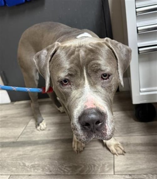 LILLY - Pit Bull Terrier for adoption in Moreno Valley