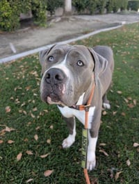 LILLY- IN FOSTER - Photo 1