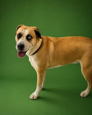 LIZZIE - Siberian Husky / Labrador Retriever available for adoption