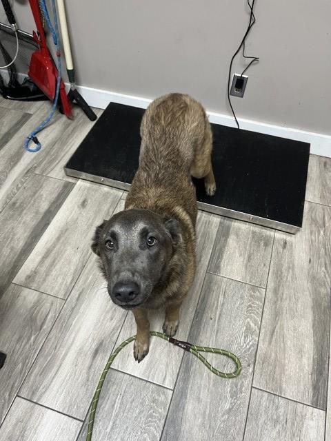 GEN - Belgian Shepherd Malinois available for adoption