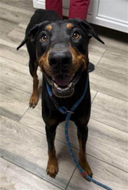 PHANTOM - Doberman Pinscher available for adoption