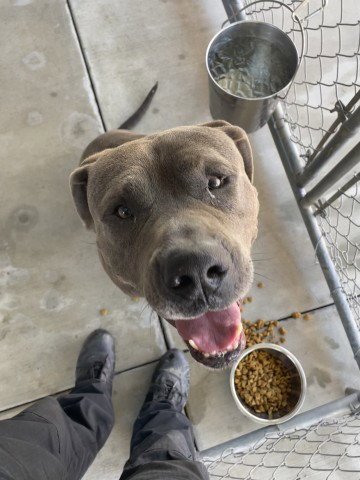 RUFUS Image