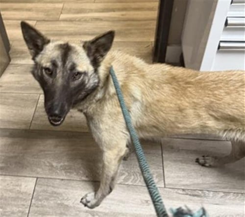 BIANCA - Belgian Shepherd Malinois available for adoption