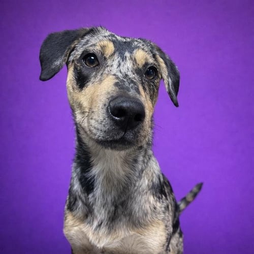 SAMMIE - Catahoula Leopard Dog available for adoption
