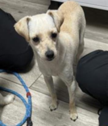 VISENYA - Chihuahua available for adoption