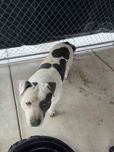 BLUE - Pit Bull Terrier available for adoption