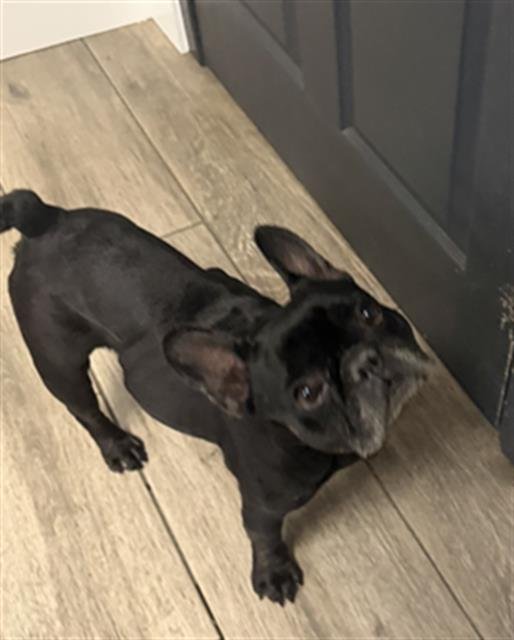 VIVIAN - French Bulldog available for adoption