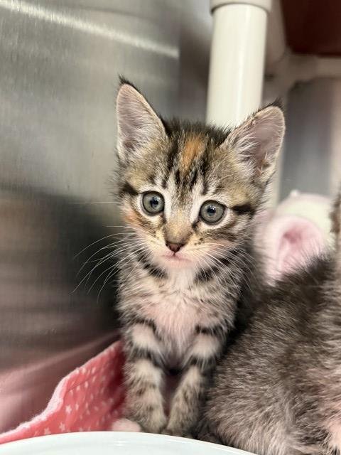 TUNA - Domestic Short Hair for adoption in Moreno Valley