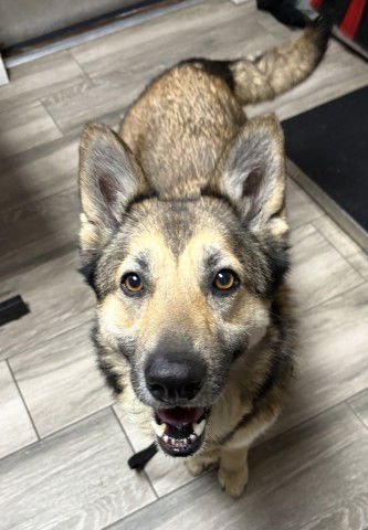 HEATHER - German Shepherd Dog available for adoption