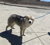 ELSA- PENDING ADOPTION - Photo 1