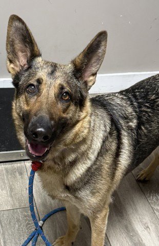 PENNY - German Shepherd Dog available for adoption