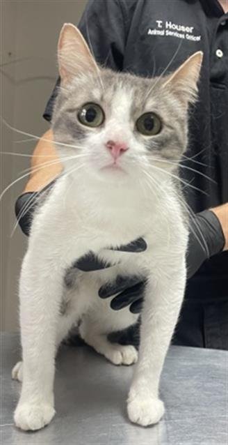 JANE DOE - Domestic Short Hair available for adoption