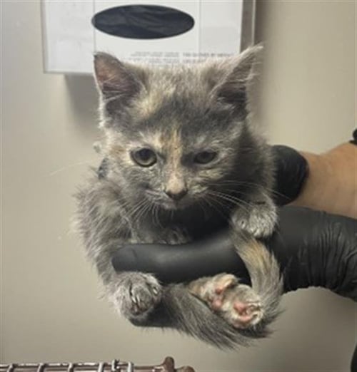 HALEY - Domestic Long Hair available for adoption