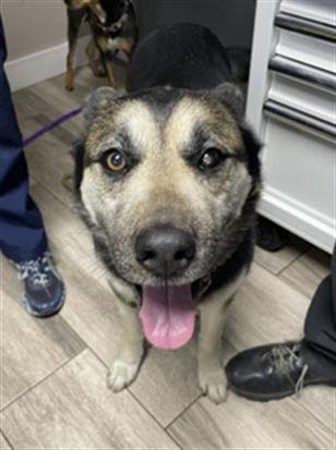 AMELIA - German Shepherd Dog / Siberian Husky available for adoption