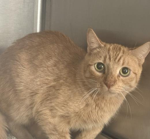 PETER - Domestic Short Hair available for adoption