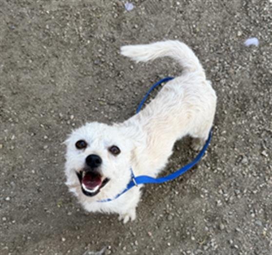 CHIEF - Terrier available for adoption