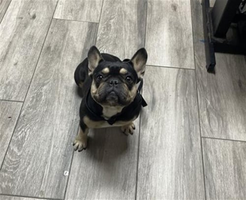 DAISY - French Bulldog available for adoption