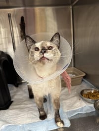 KITTY - Photo 1