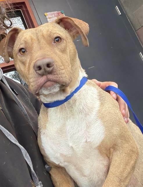 WILLIE - Pit Bull Terrier available for adoption