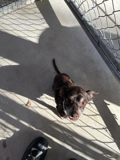 MAIMAI - Chihuahua available for adoption
