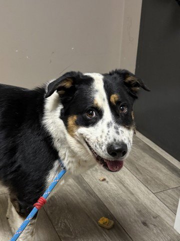 RALPH - Border Collie for adoption in Moreno Valley