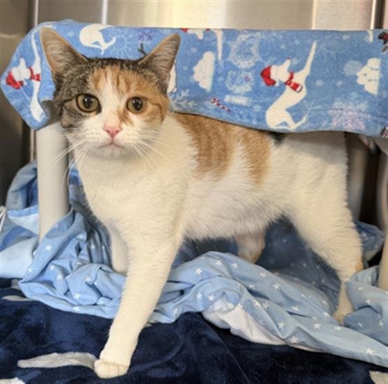 JINX - Domestic Short Hair available for adoption