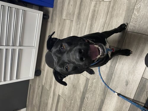 DANTE - Labrador Retriever / Pit Bull Terrier for adoption in Moreno Valley