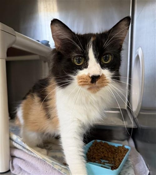 ISABELLA - Domestic Long Hair available for adoption