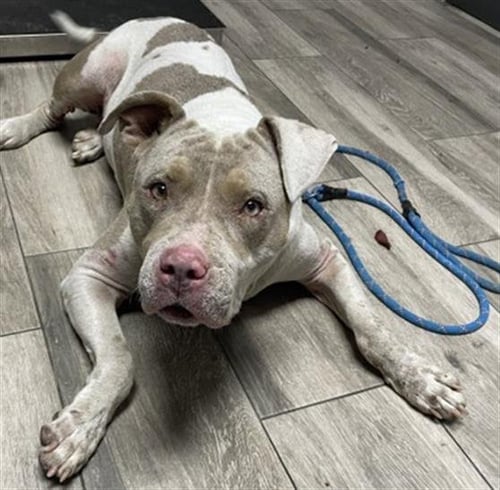 CANNOLI - Pit Bull Terrier available for adoption