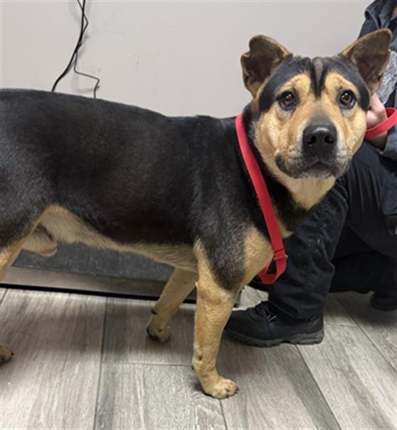 CEDRIC - German Shepherd Dog / Chinese Shar-Pei available for adoption