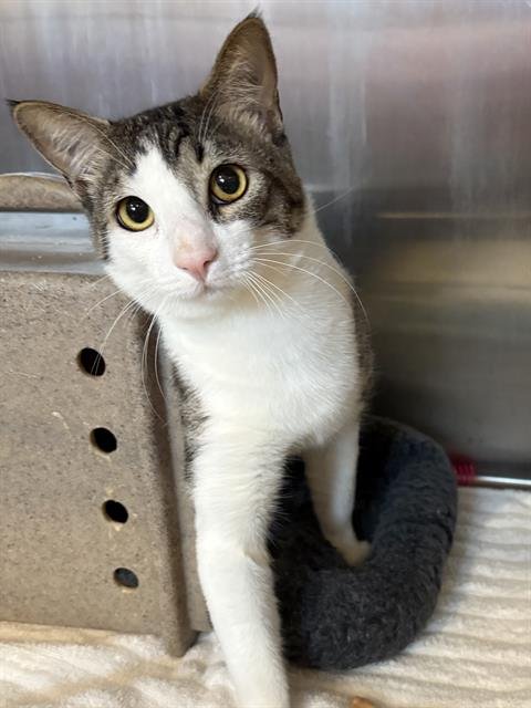 FLOUR - Domestic Short Hair available for adoption