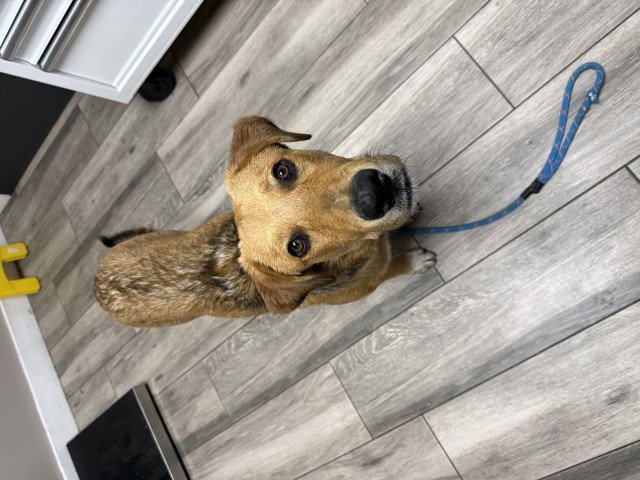 COOPER Image